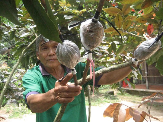 Giong nhan tim ky la gia dat do co gi dac biet?-Hinh-6